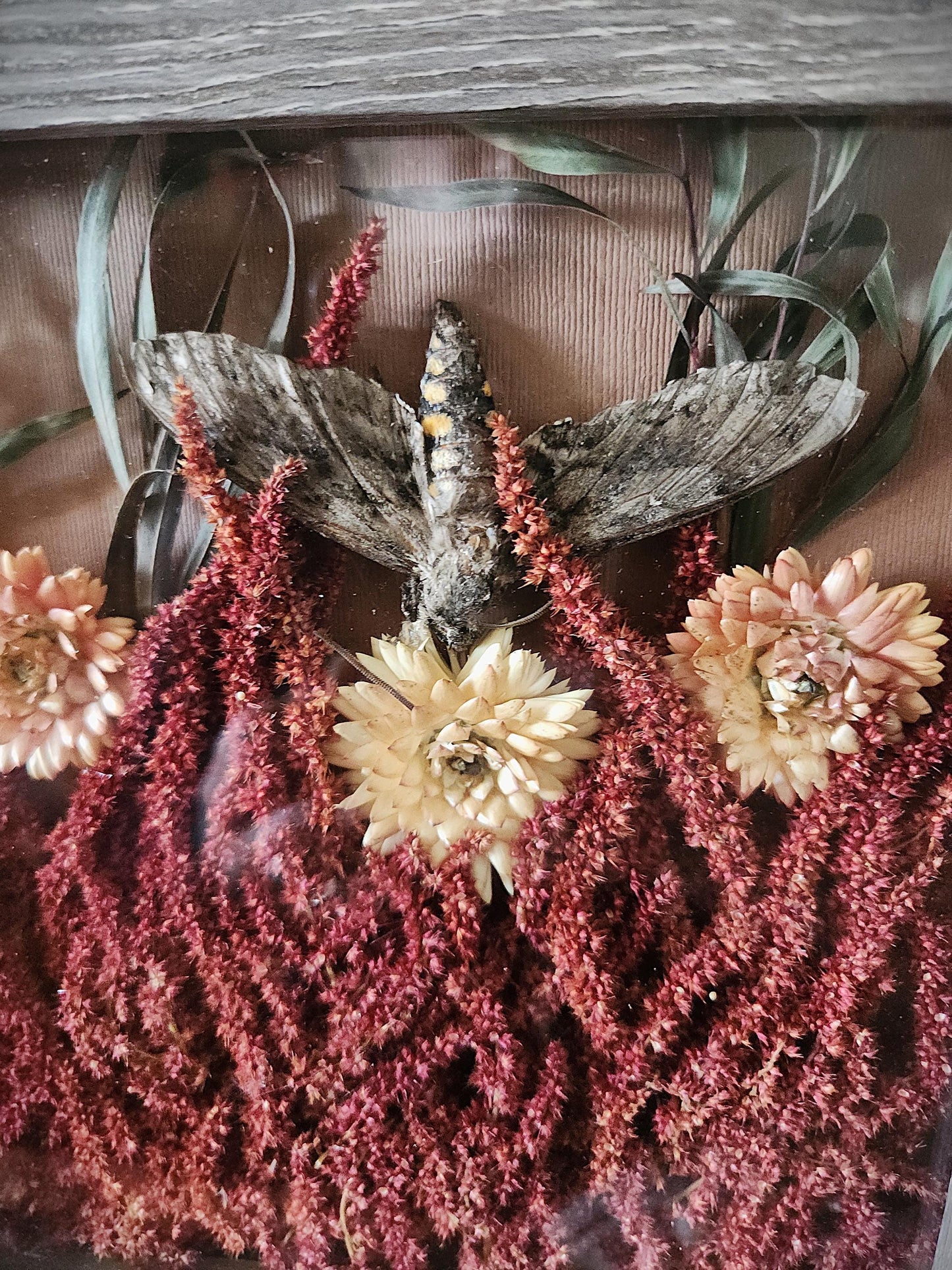 Dried Flower Shadow Box: Strawflower and Amaranth