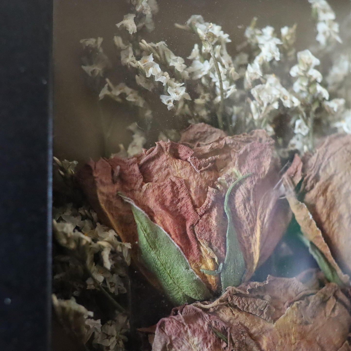 Dried Pinky Yellow Rose Shadowbox Art: Gothic Botanical Display