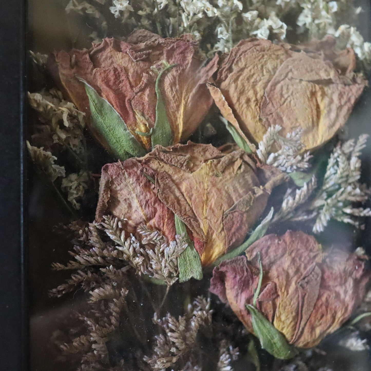 Dried Pinky Yellow Rose Shadowbox Art: Gothic Botanical Display