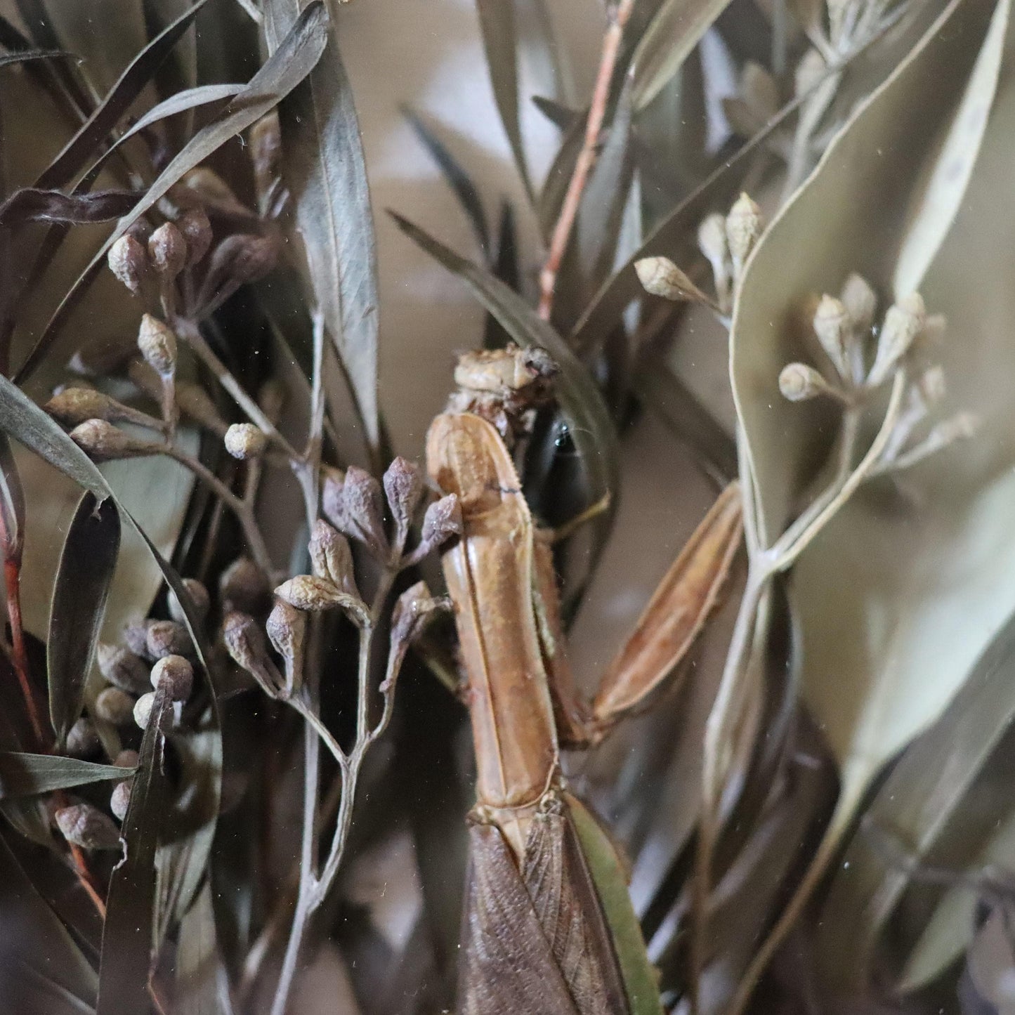 Dried greens, praying mantis Gothic Botanical Display